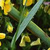 Viola cornuta 'Lemon Chiffon', habit