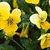 Viola cornuta 'Lemon Chiffon', habit