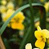 Viola cornuta 'Lemon Chiffon', habit