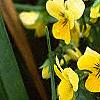 Viola cornuta 'Lemon Chiffon', habit