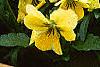 Viola cornuta 'Lemon Chiffon', habit