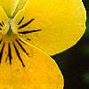Viola cornuta 'Lemon Chiffon', flowers