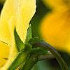 Viola cornuta 'Lemon Chiffon', flowers