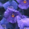 Viola cornuta 'Lavender Ice', flowers