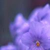 Viola cornuta 'Lavender Ice', flowers