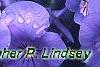 Viola cornuta 'Lavender Ice', flowers