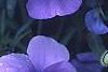 Viola cornuta 'Lavender Ice', flowers