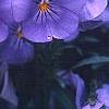 Viola cornuta 'Lavender Ice', flowers