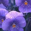 Viola cornuta 'Lavender Ice', flowers