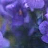 Viola cornuta 'Lavender Ice', flowers