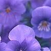 Viola cornuta 'Lavender Ice', flowers