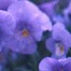 Viola cornuta 'Lavender Ice', flowers
