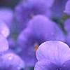 Viola cornuta 'Lavender Ice', flowers