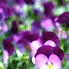 Viola cornuta 'Purple Duet', habit