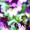 Viola cornuta 'Purple Duet', habit