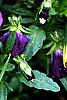 Viola cornuta 'Purple Duet', habit