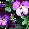 Viola cornuta 'Purple Duet', habit
