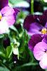 Viola cornuta 'Purple Duet', habit