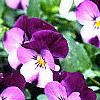 Viola cornuta 'Purple Duet', habit