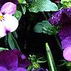 Viola cornuta 'Purple Duet', habit