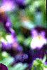 Viola cornuta 'Purple Duet', habit