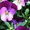 Viola cornuta 'Purple Duet', habit