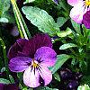 Viola cornuta 'Purple Duet', habit