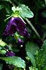 Viola cornuta 'Purple Duet', habit