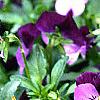 Viola cornuta 'Purple Duet', habit
