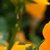 Viola cornuta 'Penny Orange', flowers