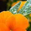 Viola cornuta 'Penny Orange', flowers