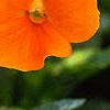 Viola cornuta 'Penny Orange', flowers