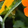 Viola cornuta 'Penny Orange', flowers