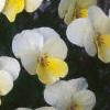 Viola cornuta 'Penny Primrose', habit