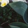 Viola cornuta 'Penny Primrose', habit