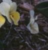 Viola cornuta 'Penny Primrose', habit