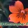 Viola cornuta 'Sorbet Orange Duet', flowers