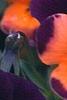 Viola cornuta 'Sorbet Orange Duet', flowers