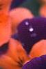Viola cornuta 'Sorbet Orange Duet', flowers