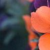 Viola cornuta 'Sorbet Orange Duet', flowers
