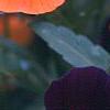 Viola cornuta 'Sorbet Orange Duet', flowers