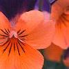 Viola cornuta 'Sorbet Orange Duet', flowers