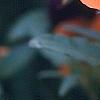 Viola cornuta 'Sorbet Orange Duet', flowers