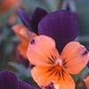 Viola cornuta 'Sorbet Orange Duet', flowers