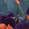 Viola cornuta 'Sorbet Orange Duet', flowers