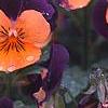 Viola cornuta 'Sorbet Orange Duet', flowers