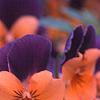 Viola cornuta 'Sorbet Orange Duet', flowers