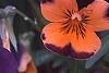 Viola cornuta 'Sorbet Orange Duet', flowers