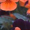 Viola cornuta 'Sorbet Orange Duet', flowers