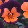 Viola cornuta 'Sorbet Orange Duet', flowers